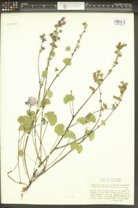 Sidalcea malviflora image