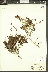 Penstemon fruticosus image