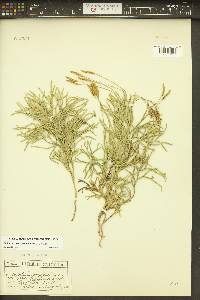 Diphasiastrum complanatum image