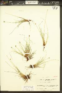 Carex arctogena image