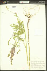 Sidalcea cusickii image