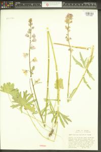 Sidalcea campestris image