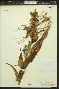 Penstemon pennellianus image
