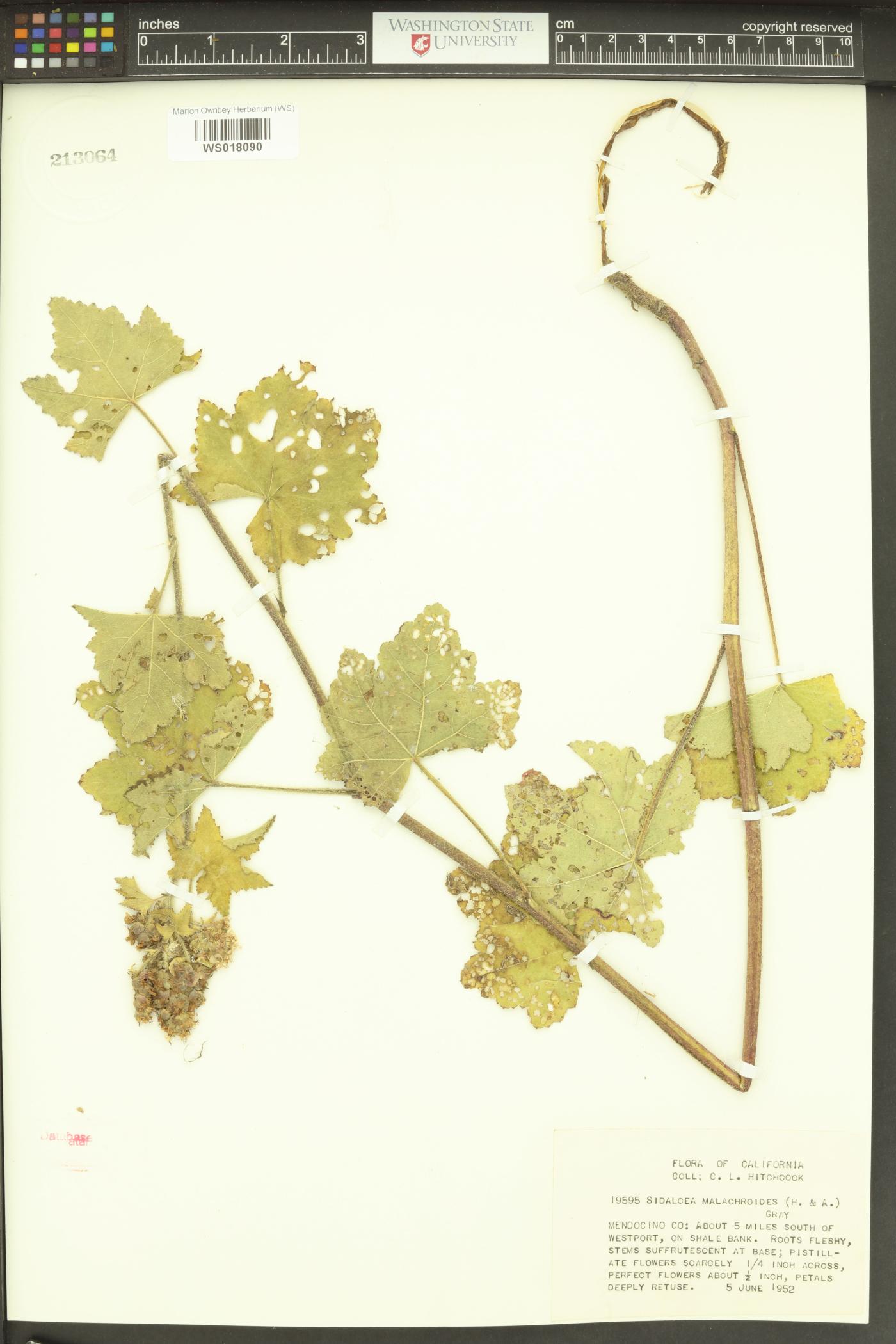 Sidalcea malachroides image