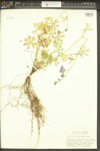 Sidalcea glaucescens image