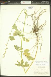 Sidalcea asprella image