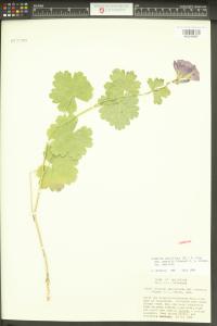 Sidalcea asprella image