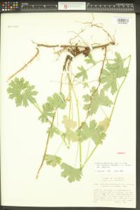 Sidalcea asprella image