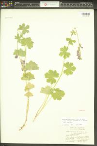 Sidalcea asprella image