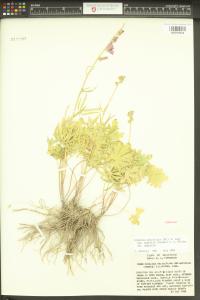 Sidalcea asprella image
