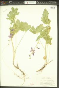 Sidalcea asprella image
