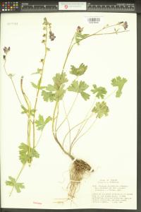 Sidalcea malvaeflora image