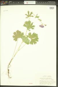 Sidalcea asprella image