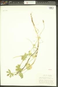 Sidalcea asprella image