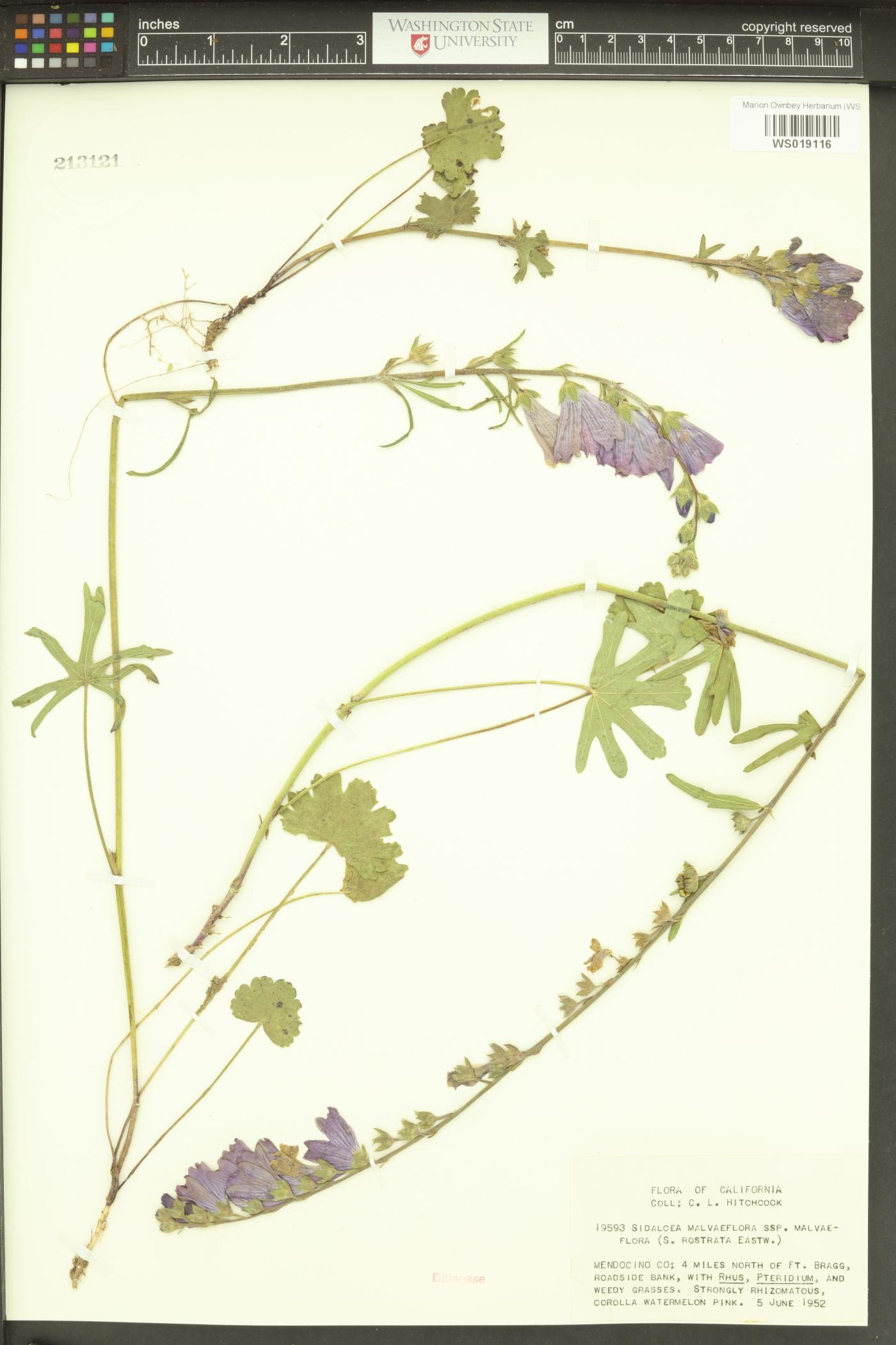 Sidalcea malviflora image