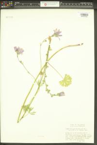 Sidalcea malviflora image