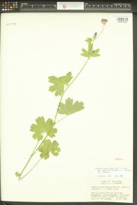 Sidalcea asprella image