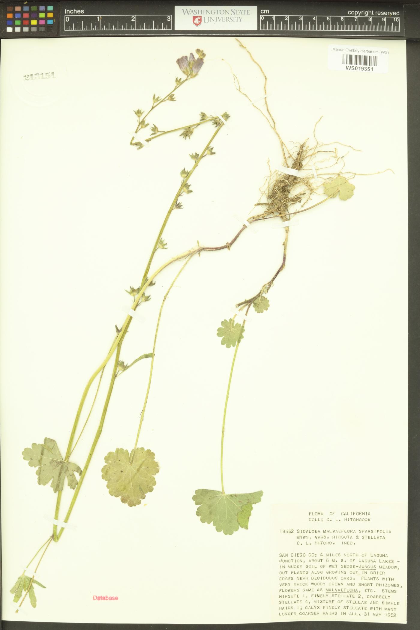 Sidalcea sparsifolia image