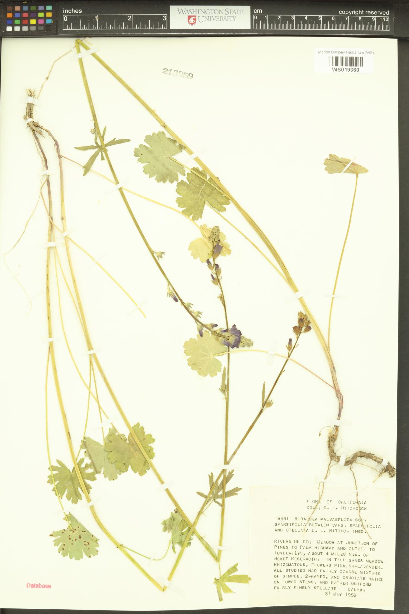 Sidalcea sparsifolia image