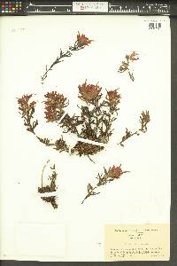 Castilleja rupicola image