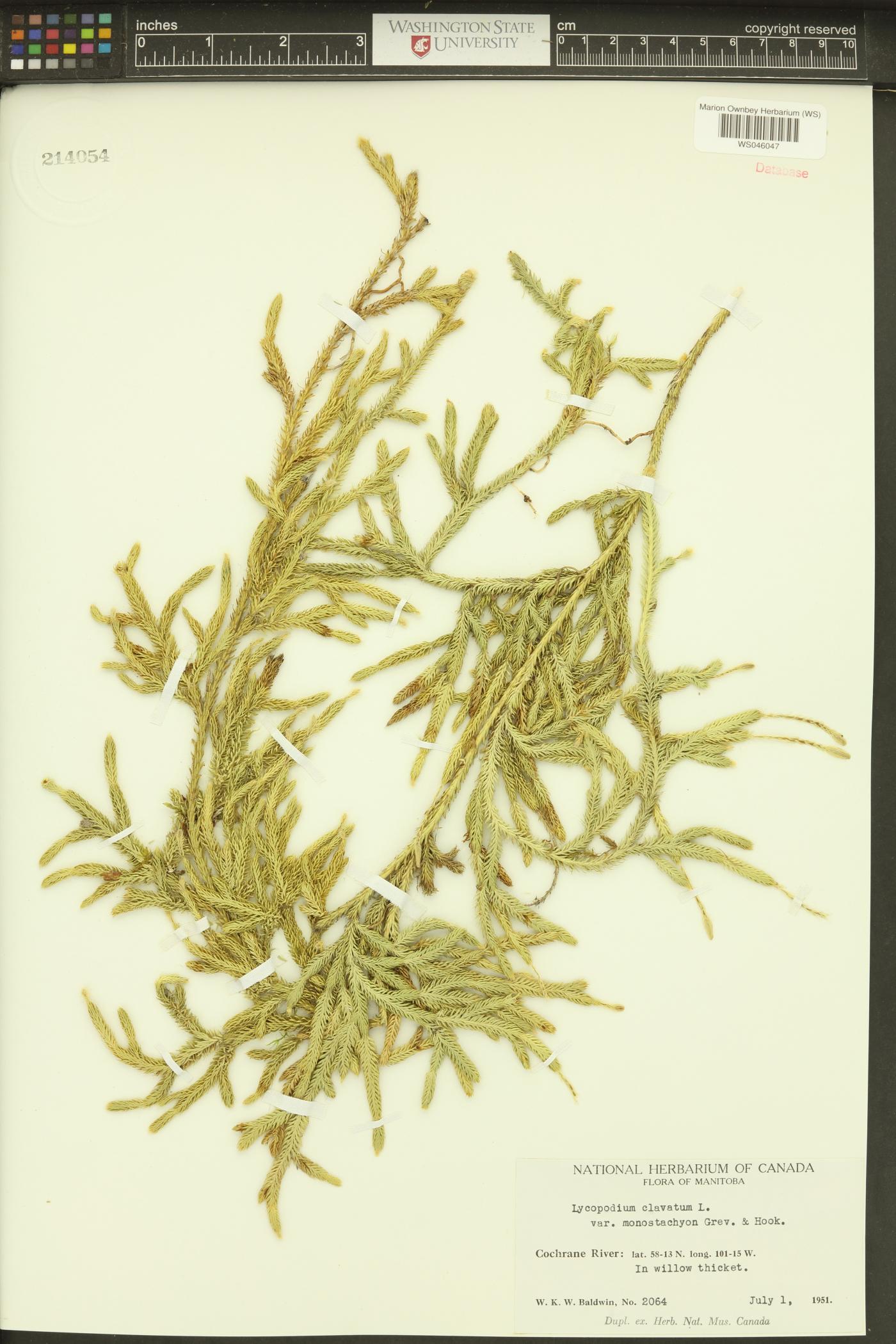 Lycopodium lagopus image
