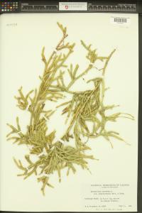 Lycopodium lagopus image