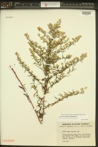 Symphyotrichum lateriflorum image