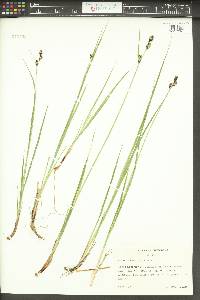 Carex adelostoma image