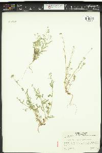 Cryptantha torreyana image