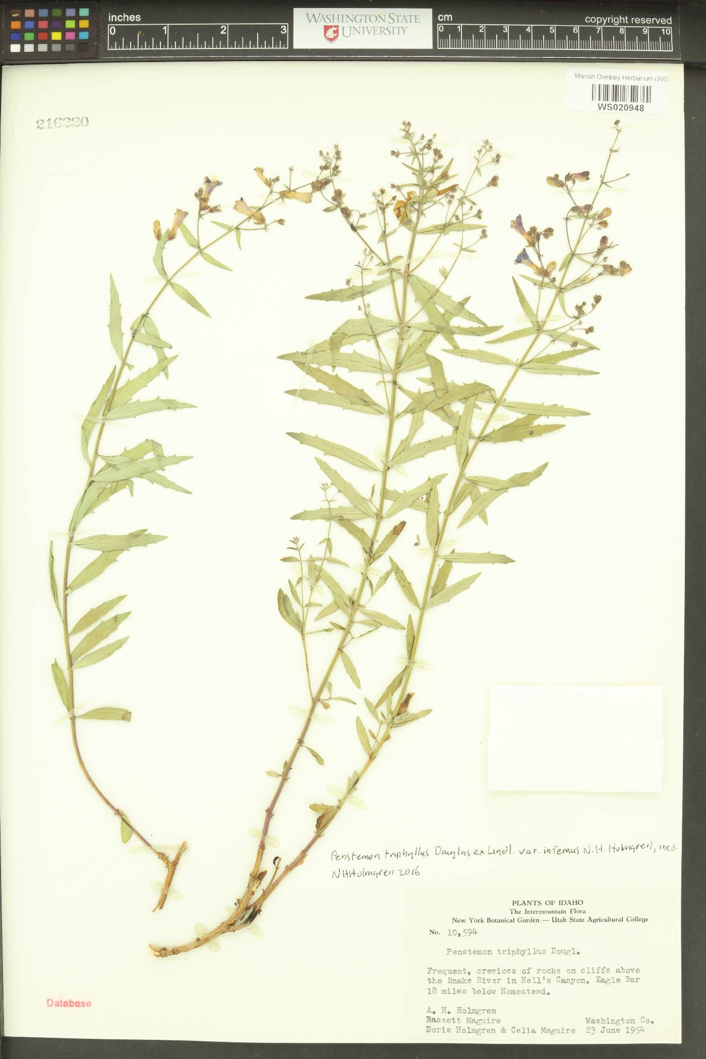 Penstemon triphyllus var. infernalis image