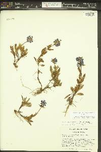 Penstemon procerus image
