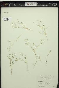 Gilia capillaris image