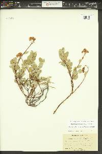 Spiraea splendens image