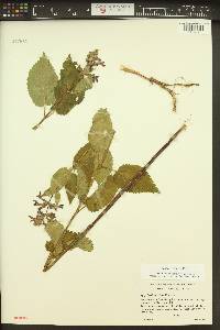 Stachys cooleyae image