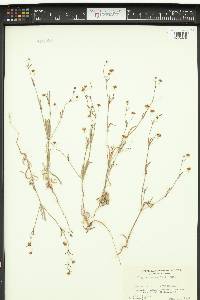 Eriogonum angulosum image