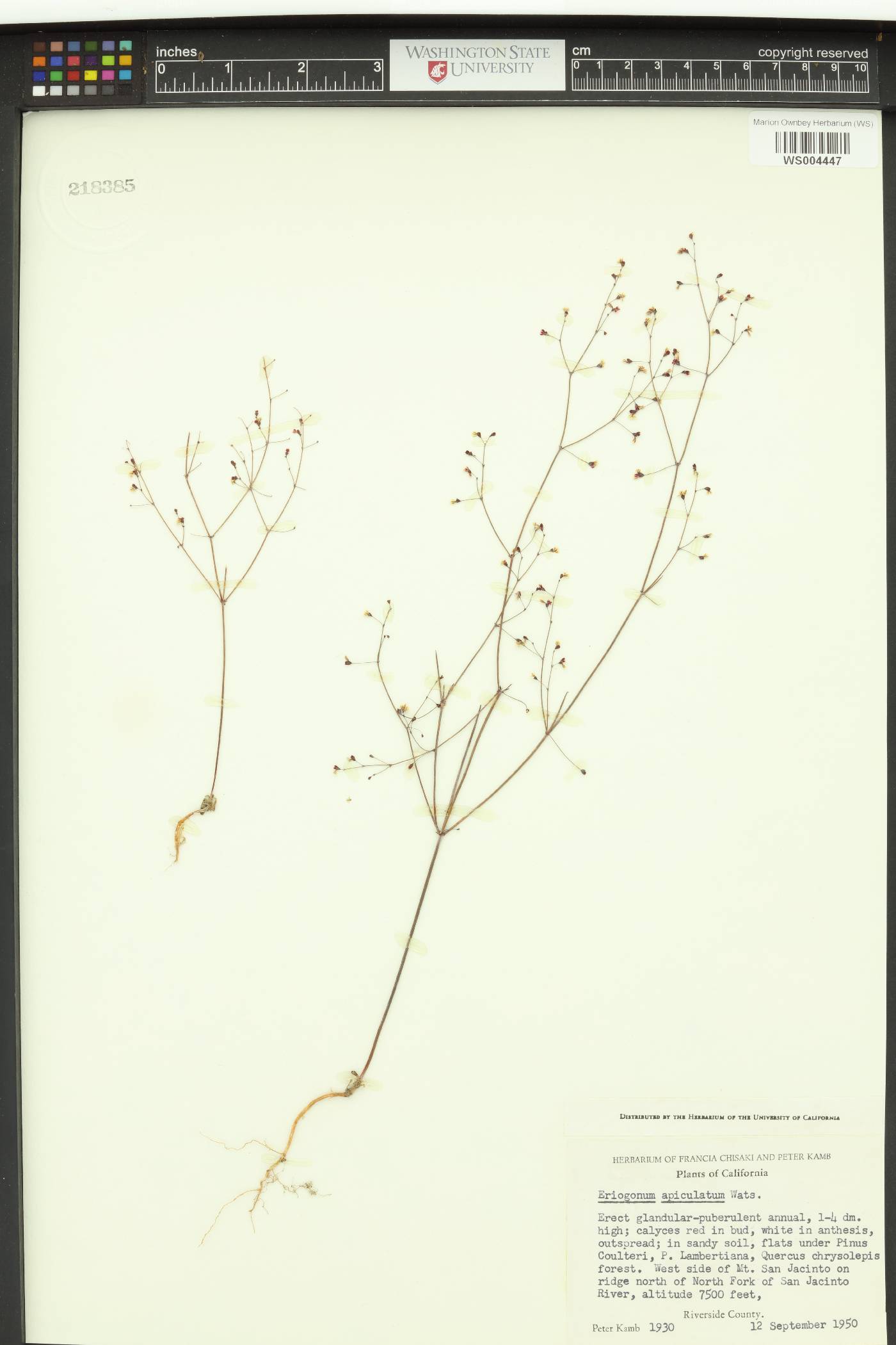 Eriogonum apiculatum image