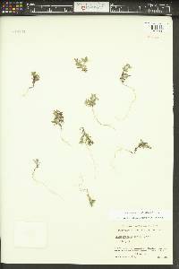 Phlox gracilis image