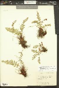 Woodsia plummerae image