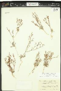 Eriogonum ampullaceum image