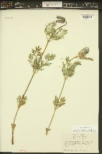 Clematis hirsutissima var. hirsutissima image