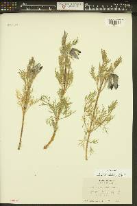 Clematis hirsutissima image
