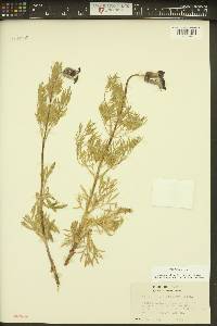 Clematis hirsutissima var. hirsutissima image