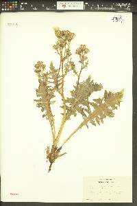 Crepis bakeri image