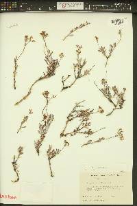 Eriogonum microtheca image