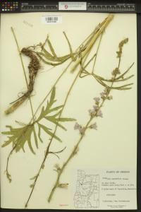 Sidalcea campestris image
