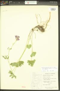 Sidalcea asprella image