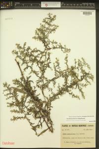 Symphyotrichum lateriflorum image