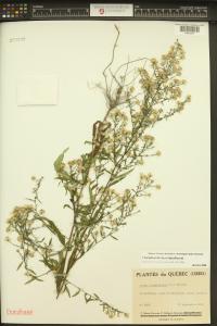 Symphyotrichum lateriflorum image