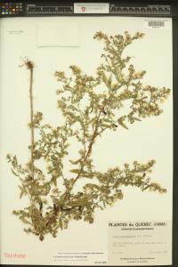 Symphyotrichum lateriflorum image