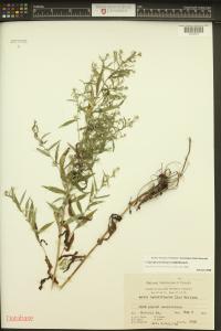 Symphyotrichum lateriflorum image